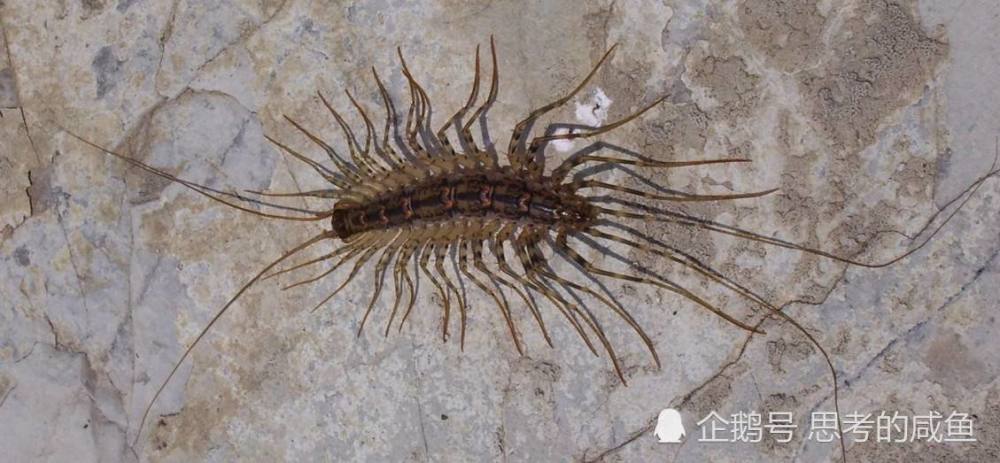 现实版"脊蛊虫",国漫灵笼中躯壳的狂迷寄生虫!