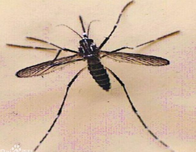 长这样这种凶残的"三带喙库蚊"可能危及性命!