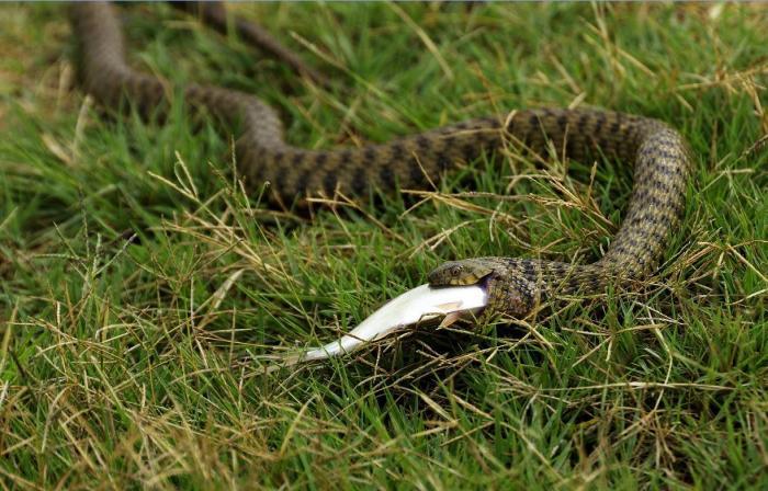 会淹死 长江大蛇欲游上岸 钓鱼人多次赶回水中 网友 太坏了