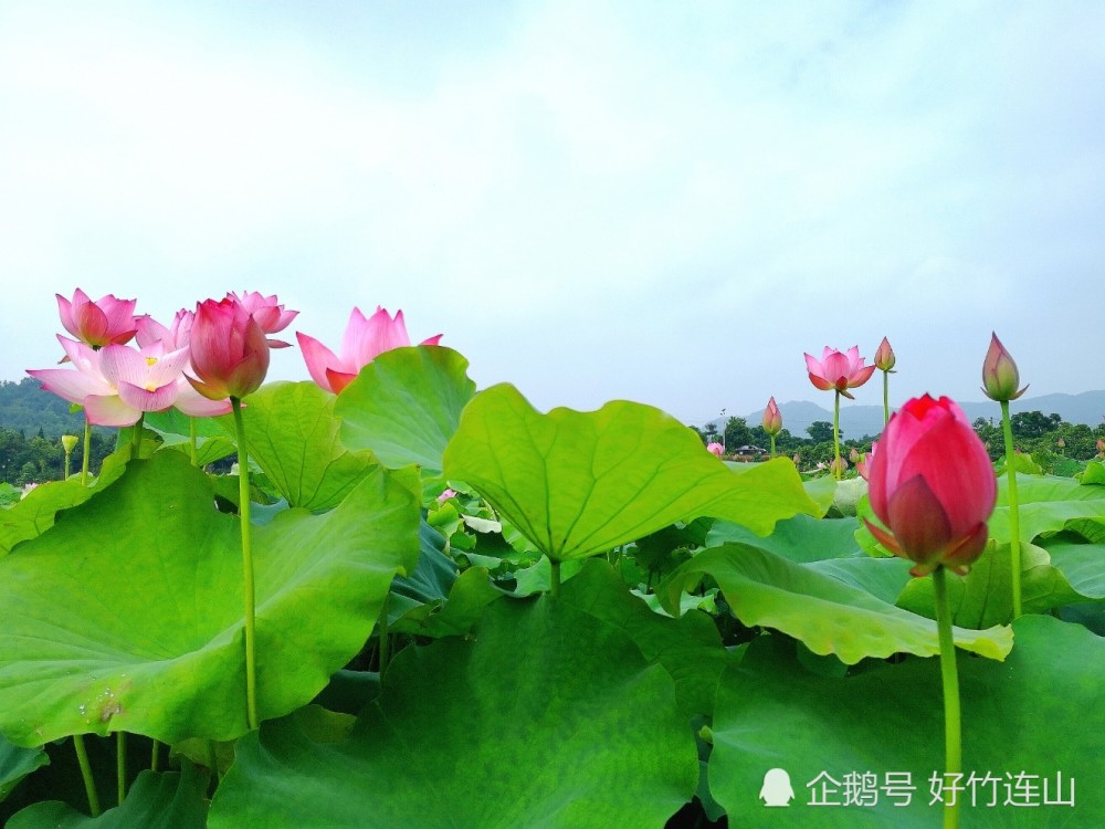 7月荷花美,為什麼荷花有白色和紅色的,什麼時間賞荷最漂亮?