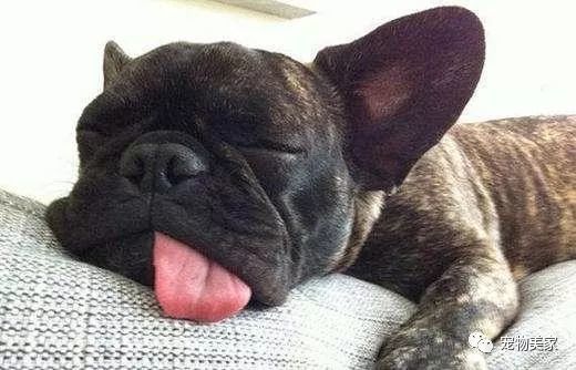 狗狗一天需要睡多久 大部分的宠主不知道