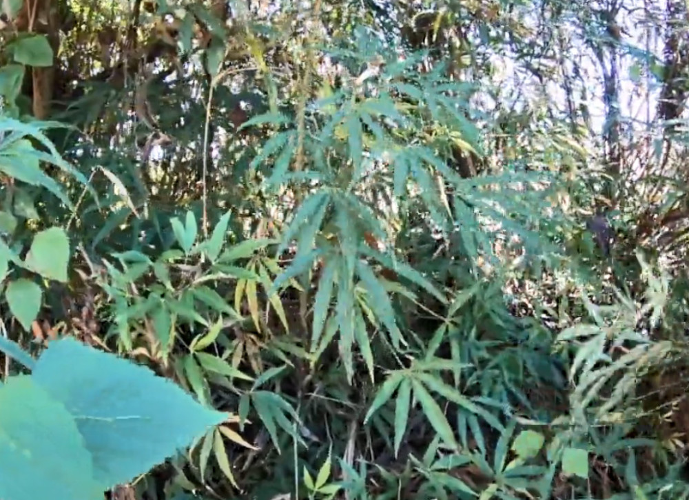 云南深山里一种奇特的植物 腌制排骨炭烤味道独特 有没有认识的 腾讯新闻