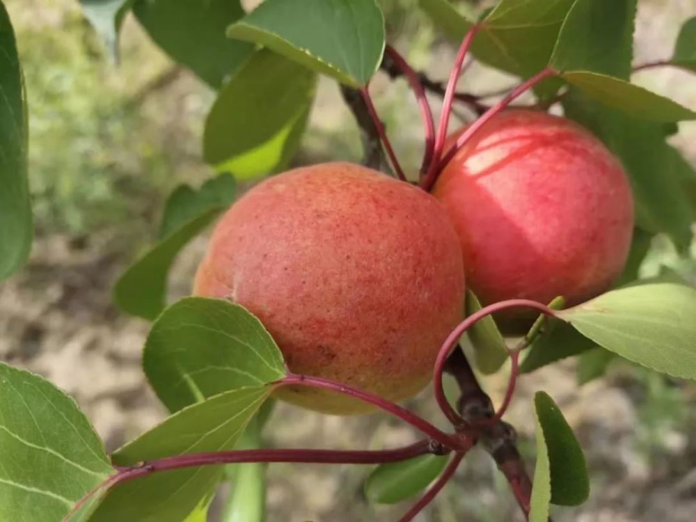 "望梅止渴"固原的夏天为什么是酸酸甜甜的?