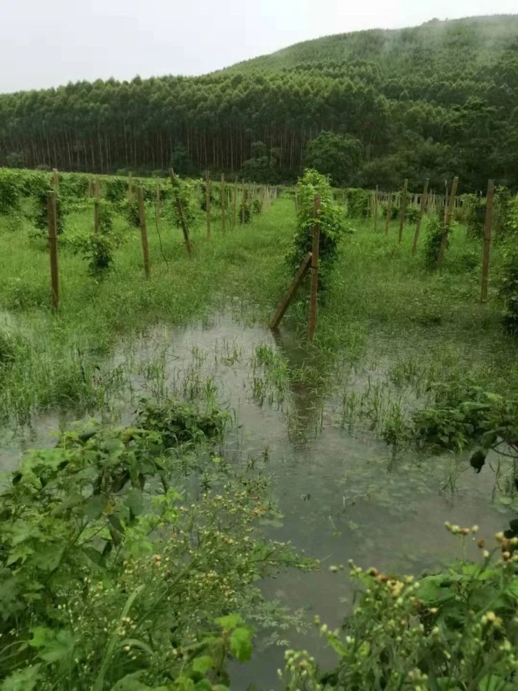 总是下雨 思练镇一百香果园被水泡