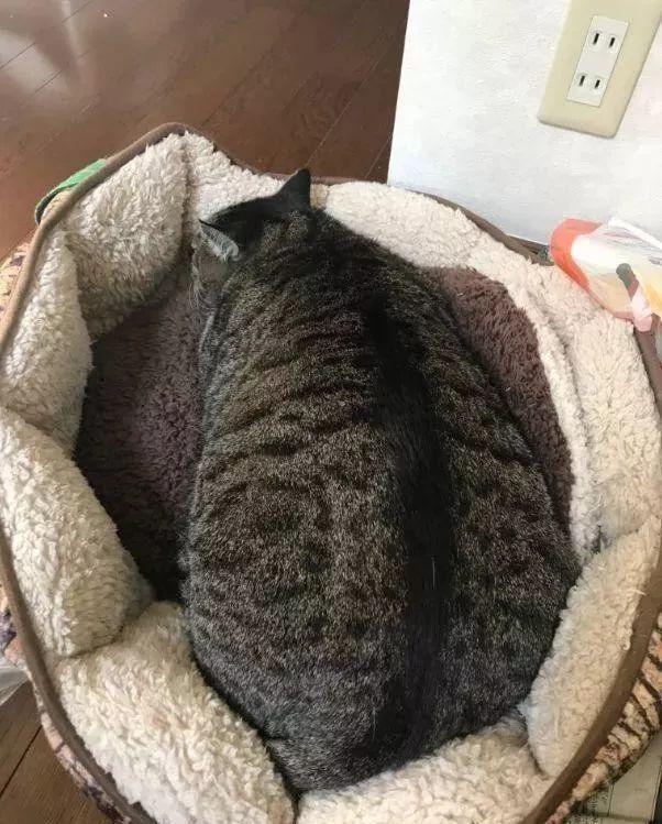 跟家里的另一只猫咪相比,明显要大出很多.