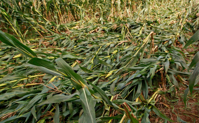 反季节玉米图片