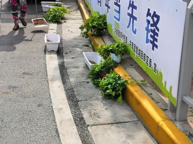 郑州这条路上花盆变 空盆 撤换后又出新问题