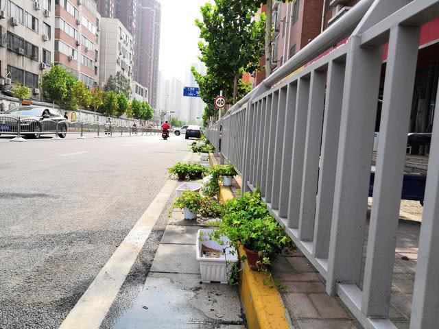 郑州这条路上花盆变 空盆 撤换后又出新问题