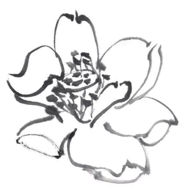 大师教你白描双勾画法画荷花,一学就会