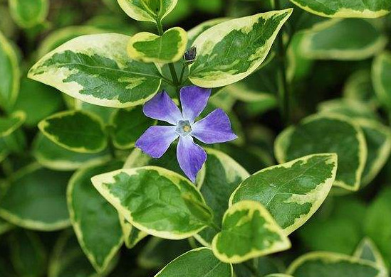 すべての花の画像 これまでで最高の蔓花