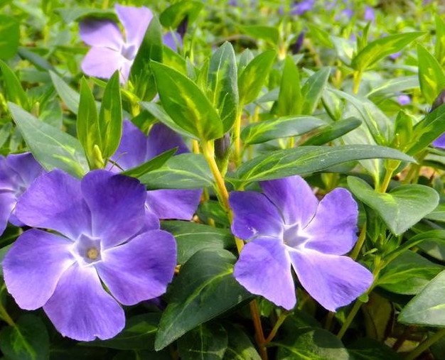 花叶蔓长春花拥有素雅的灵魂 是一种非常好的观赏植物 你养过么