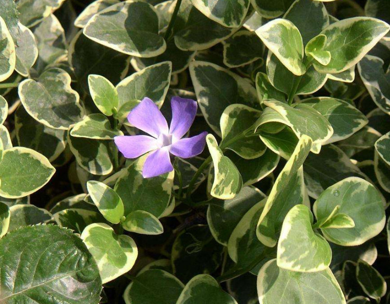 花叶蔓长春花拥有素雅的灵魂 是一种非常好的观赏植物 你养过么