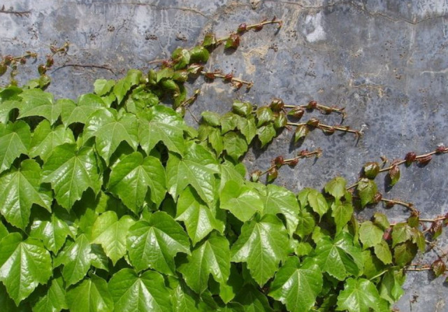 农村这种爬满墙的植物,一年生十年除不尽,没想到根茎还能作药材