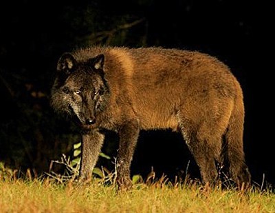 地球上体型最大的狼身长近两米奔跑速度可达每小时六十公里