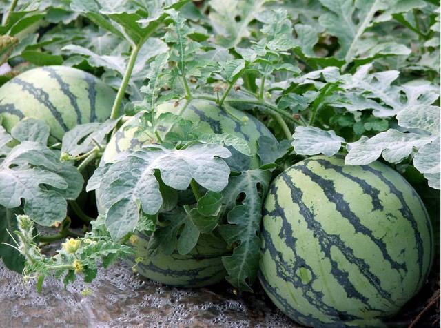 种植的西瓜不甜 成活率也不高怎么办 专家告诉你几个小妙招