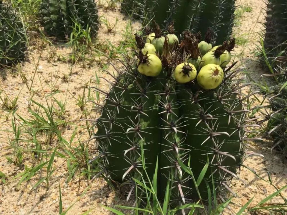 為什麼以前看到仙人掌經常可以開花結果現在卻很少看到呢