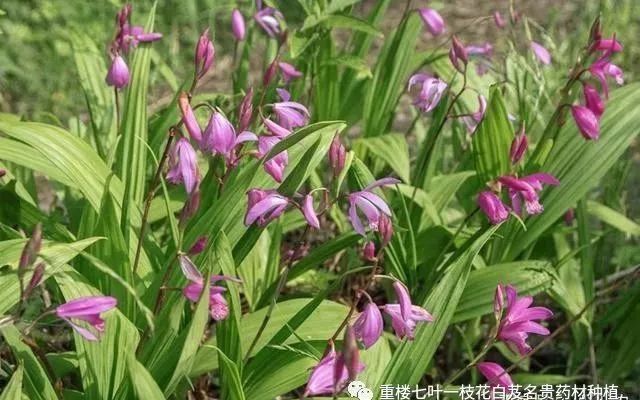 农村这种野生植物市场货源奇缺 人工种植必成农业致富趋势