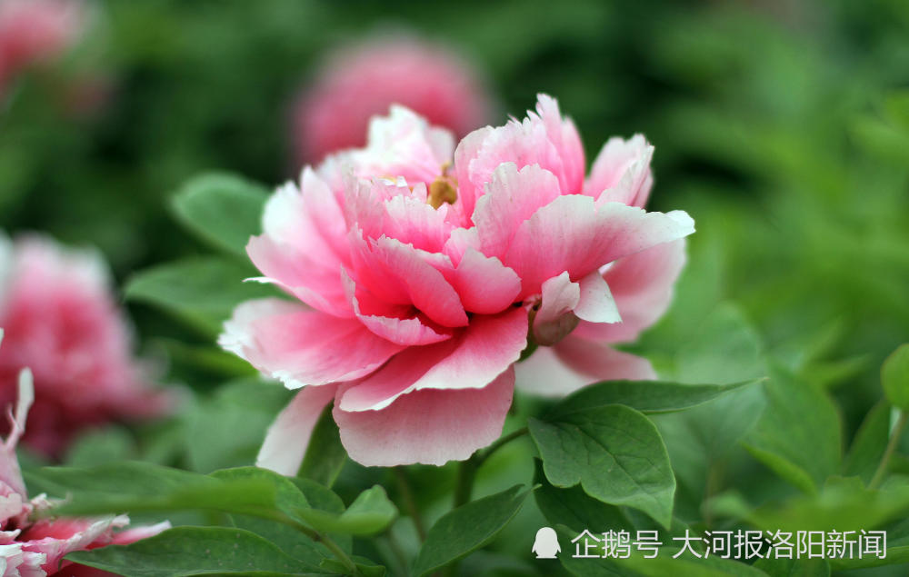 把牡丹定为国花 你咋看 全国人大代表王绣曾建议将牡丹定为国花