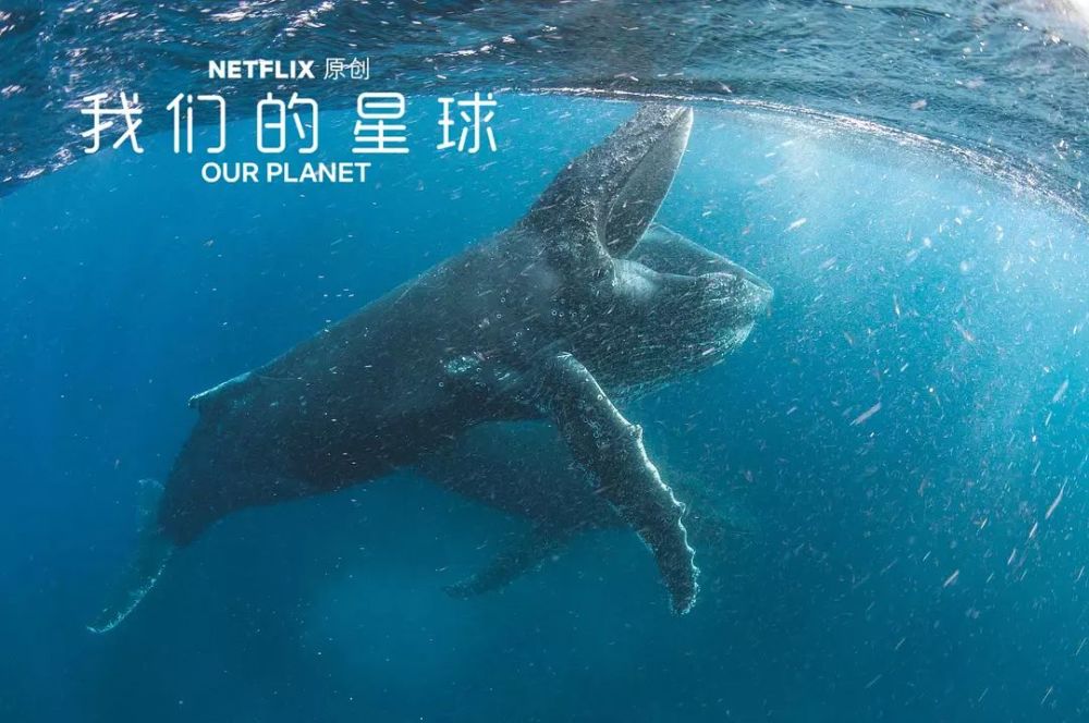 要习惯被鲨鱼咬拍出这部98分纪录片有多难