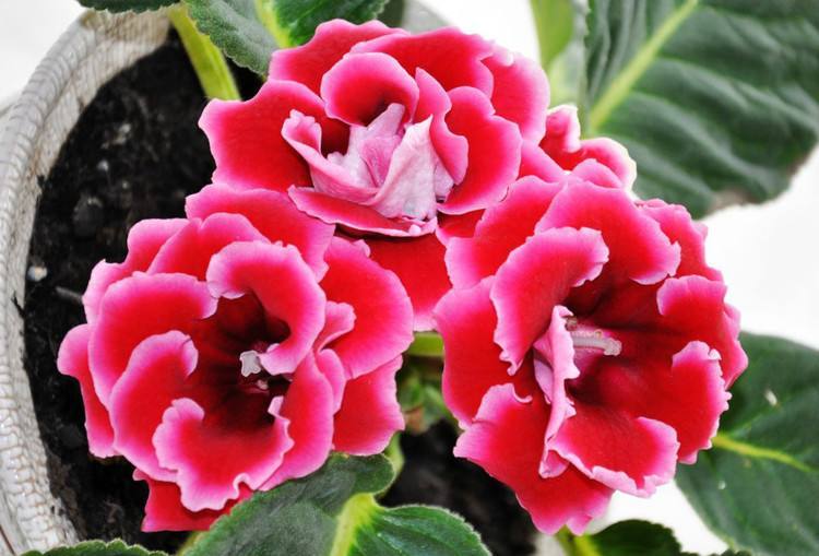 大岩桐学会剪 三刀 开花朵 花朵大而艳丽 观赏价值更高