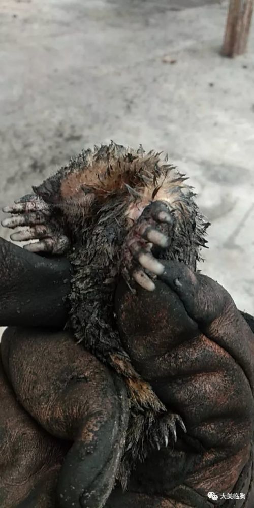 快看这是什么怪物在临朐发现的