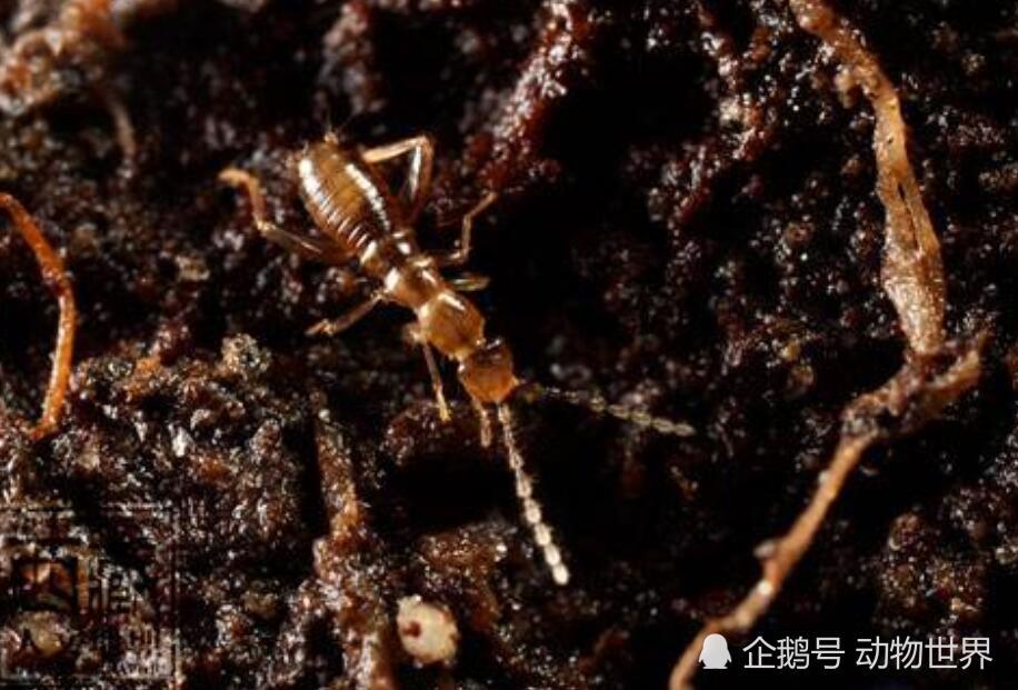 这种像蚂蚁一样的虫子千万不能伤害 它们是国家级保护动物