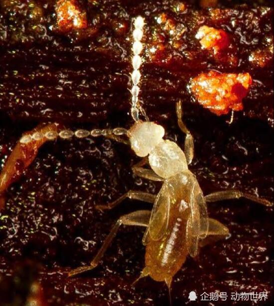 这种像蚂蚁一样的虫子千万不能伤害 它们是国家级保护动物