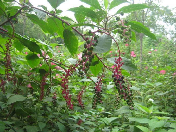 提个醒 农村吃不得的一种野葡萄 遍地长 现在知道还不晚