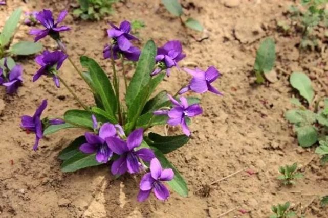 这种开紫花的野草 有清热解毒的作用 是痈肿疔毒通用之药