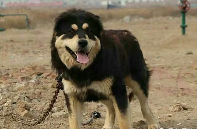 杜高犬排行_杜高犬虽然是猎犬之王,但是我国的这几种猎犬也不弱于杜高犬