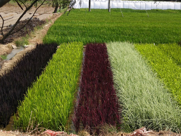 种出来的水稻叶子是黄色的米粒是黑色的,即黑米彩色水稻,繁育成功后