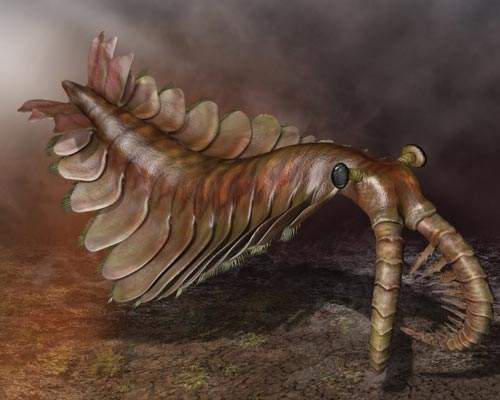 桨足纲动物就是很好的一条线索.