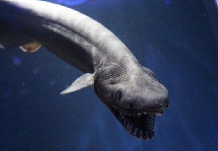 世界上最为罕见的鲨鱼皱鳃鲨 具有 活化石 之称