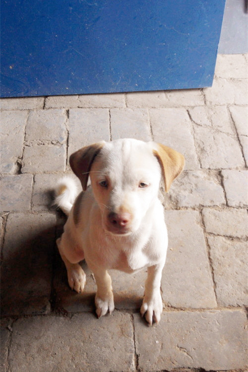 为什么宠物狗专吃狗粮还总生病 而土狗吃剩菜剩饭却依然很健康