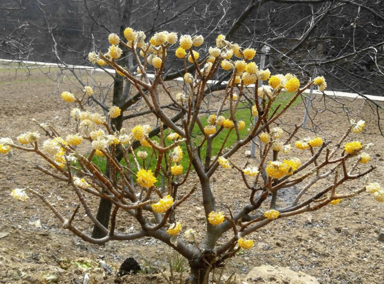 结香花的香味浓香远溢 并且生命力非常顽强 值得养哦