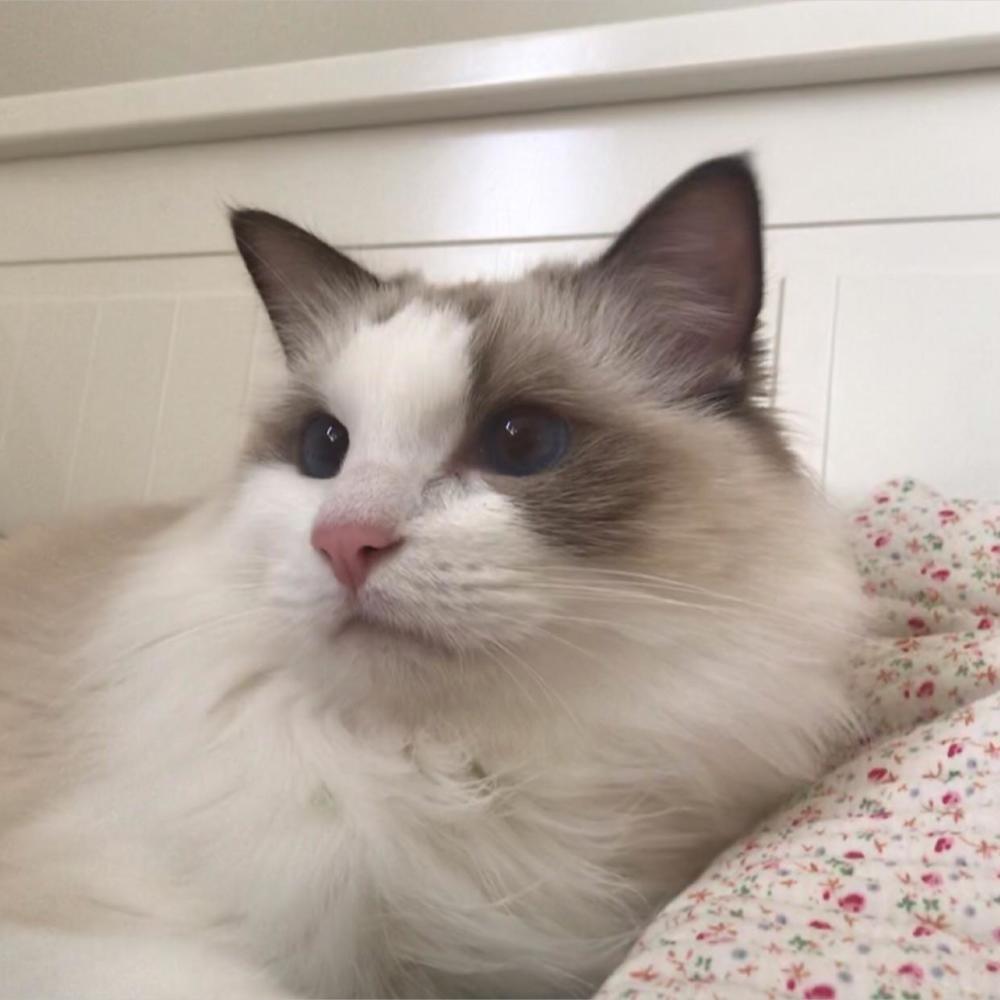 如何驾驭喜怒无常的猫大人