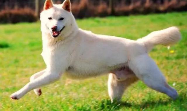 珍岛犬 一种无比忠诚的国宝级名犬