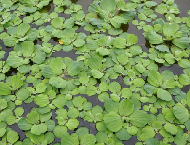 别名:水浮莲,水河莲,水莲,芙蓉莲,浮萍,肥猪草,大叶莲.