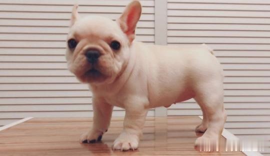 斗牛犬的5大优点 最后一个最讨喜 看完自己都想养