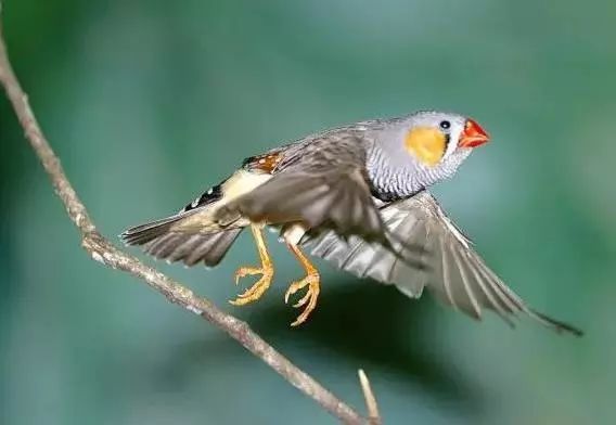 500张门票免费送 金昌首家百鸟园本周日盛大开园 只等你来