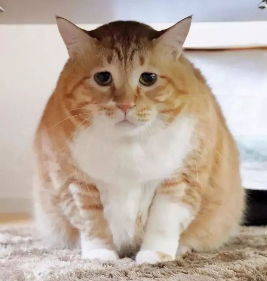 最近,猫咪guppy因为又萌又丧还非常胖的特质,火遍全网络.