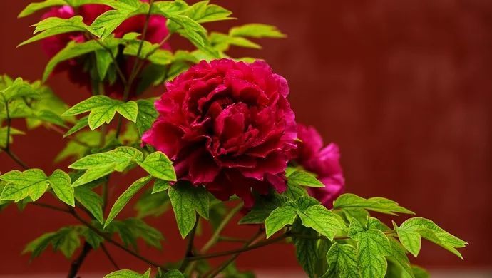 中国的国花是什么? 有人说是雍容大气的 牡丹