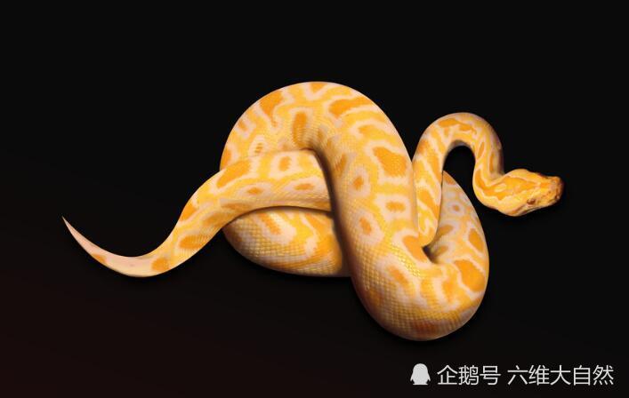 一身金的蟒蛇是大自然容不下的病态色却因人类审美得到重生