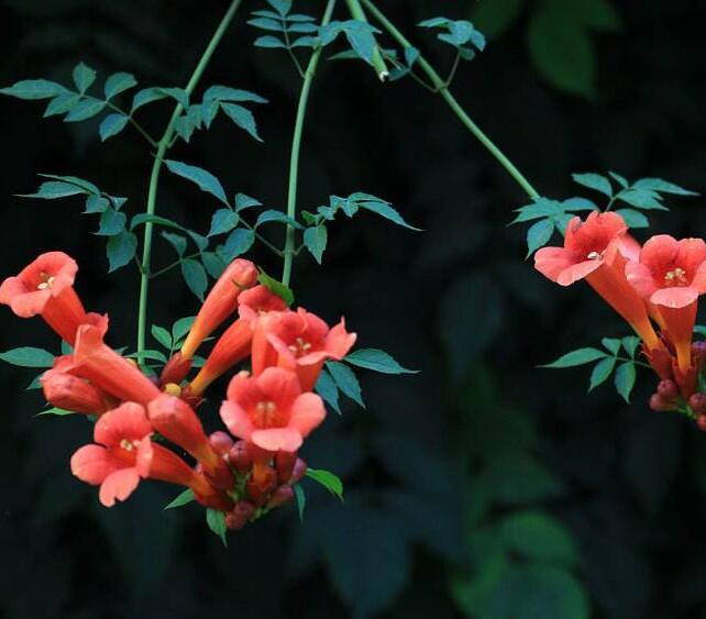 喜歡養菊花,不如養