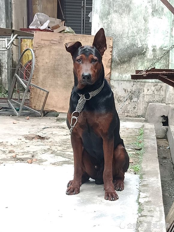 身价过万的中华本土犬 能力不逊马犬 老百姓称它是 中国红龙 狼青 莱州红犬 大丹犬 犬种 朱桥 德国牧羊犬