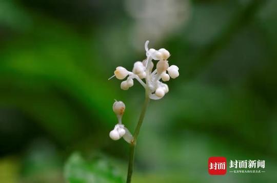 川西草木物候记 青城山下无限芳洲生杜若