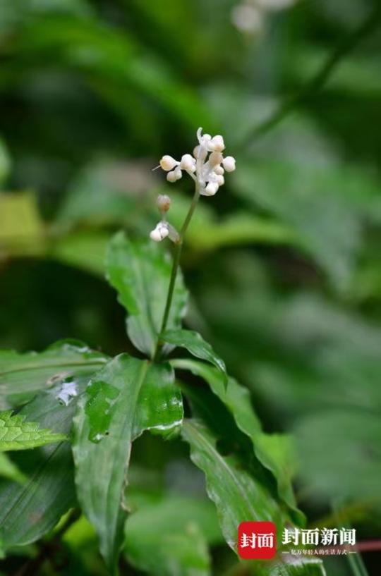 川西草木物候记 青城山下无限芳洲生杜若