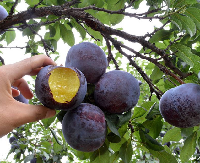 俗语言李子树下埋死人李子为何不能多吃营养师讲明白了