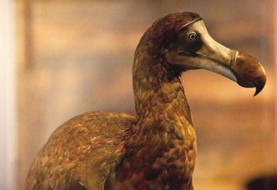 世界上最稀奇珍贵的动物,全球仅剩一只,特种兵24小时持枪守护