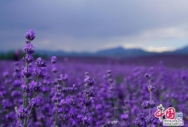 头脑灵活了 腰包鼓起了 新疆人这样走上康庄大道